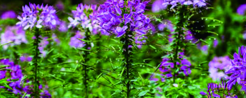 醉蝶花的养殖方法(醉蝶花药用功效)