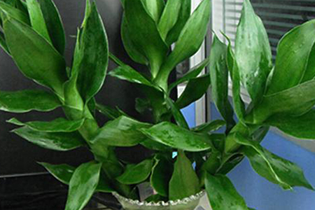 荷花竹怎么养殖方法