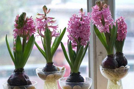 风信子可以长多大