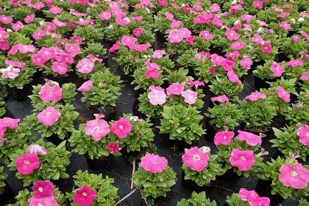 矮牵牛扦插多久生根