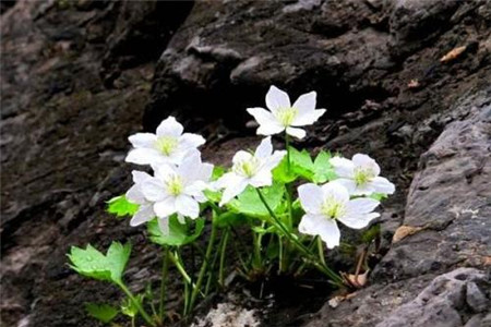 铁线莲耐寒的最低温度