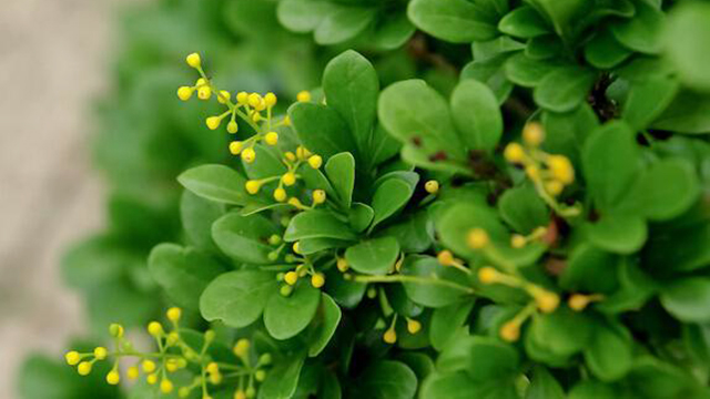 米兰花冬季怎么养(米兰花冬季怎么养护和浇水)