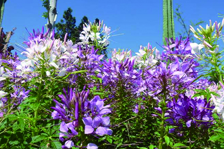 醉蝶花药用功效