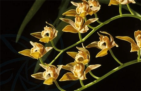 黄蝉兰怎么浇水最好