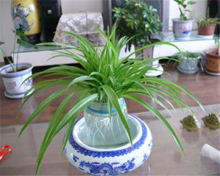 水培吊兰怎么养长得旺盛呢