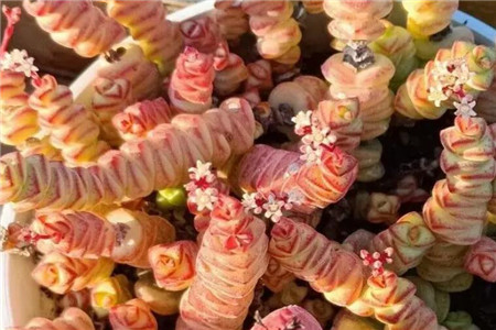 多肉聚财树的养殖方法