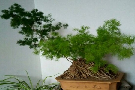 蓬莱松可以室内养吗