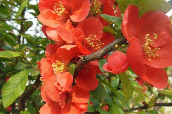 贴梗海棠的作用和功效(贴梗海棠的养殖方法和注意事项)