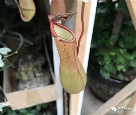 室内养什么花没有蚊子