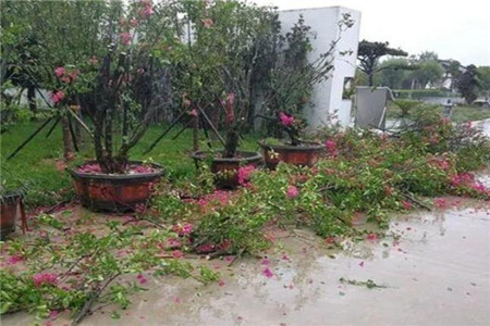 三角梅怎么剪枝修理