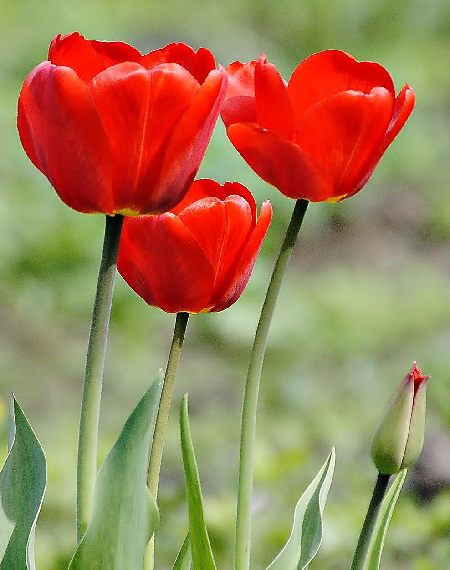 购买花卉植物注意这些不要上当！(购买花卉计入哪个会计科目)