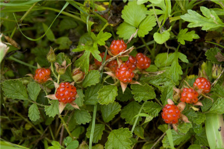 茅莓的功效与作用及禁忌
