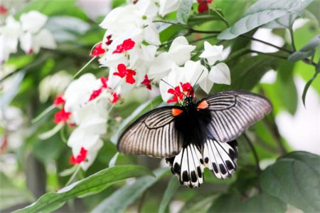 龙吐珠为什么掉叶不发新叶