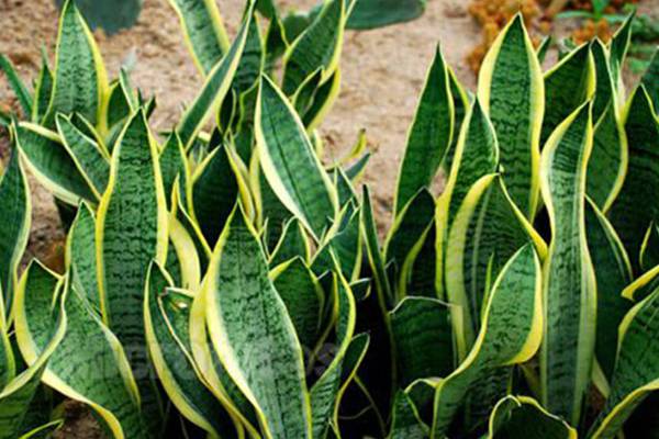 虎皮兰适合摆放在什么位置(虎皮兰的摆放位置有什么讲究)