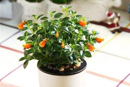 如何养金鱼吊兰爆盆