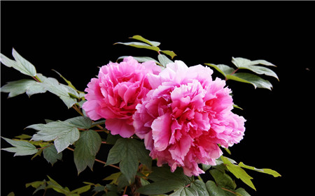 四季牡丹花怎么养