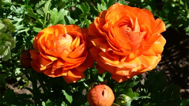 花毛茛叶子发黄怎么办黄叶枯萎的原因及补救办法(花毛茛徒长怎么办)