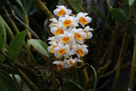 密花石斛的养殖方法和技术