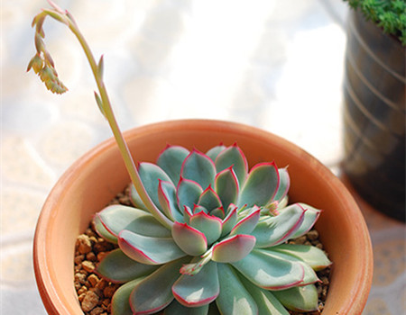 花月夜开花后怎么处理