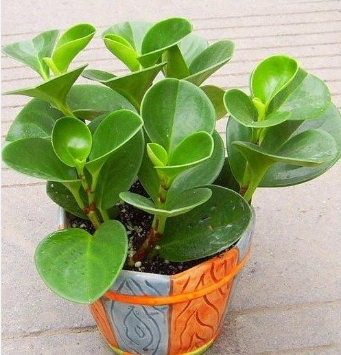 豆瓣绿有什么药用价值