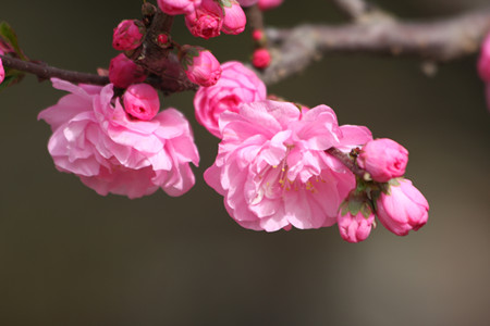 榆叶梅栽植技术
