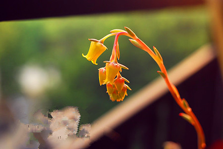 花月夜开花后怎么处理