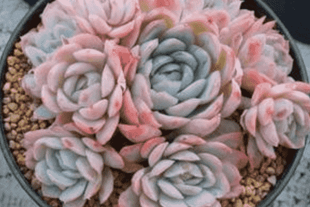 冰莓的养殖方法和注意事项视频