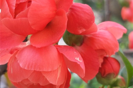 丽格海棠叶子干枯怎么回事