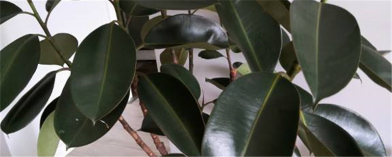 如何判断橡皮树烂根橡皮树烂根怎么办(橡皮树的根烂了可以救活吗)