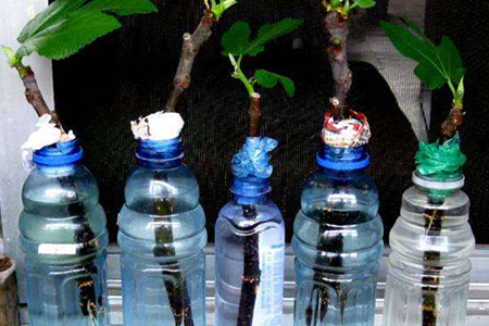 无花果的水培方法如下