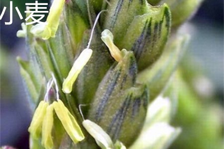 燕麦粒与小麦粒的区别图片