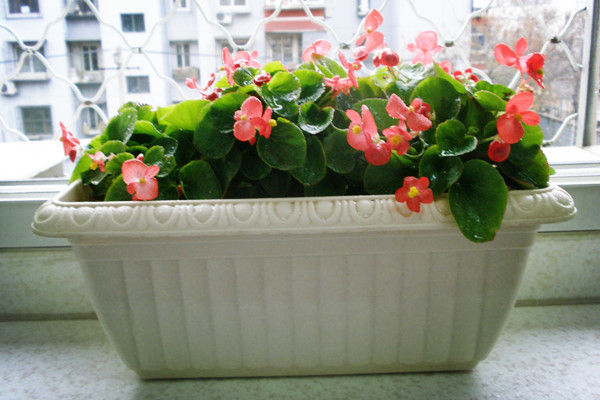 如何让四季海棠多开花