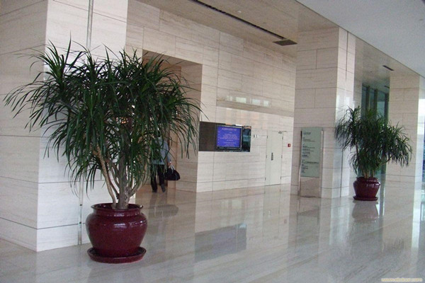 龙血树有毒吗可以家养吗(龙血树对人身体有害的)