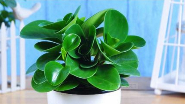 豆瓣绿有什么作用(豆瓣绿有什么药用价值)