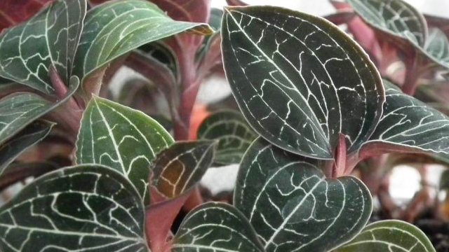 斑叶兰和金线兰的区别(斑叶兰属)