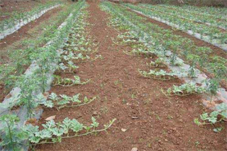 西瓜主要产于哪里