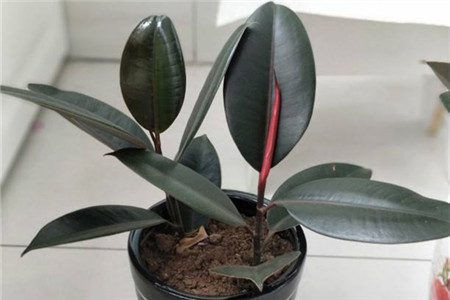 橡皮树的根烂了可以救活吗