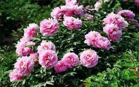 四季牡丹花怎么养