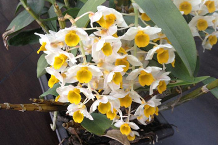 密花石斛的养殖方法和技术