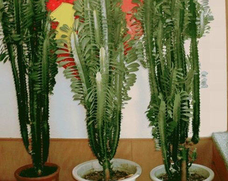 量天尺有什么作用(量天尺别名)