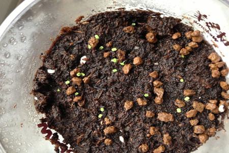 桃之卵怎么播种(桃之卵多久浇一次水)