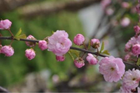 桃梅盆景好养吗视频