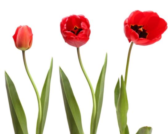 郁金香如何繁殖鳞茎培养播种分球等方式(郁金香繁殖栽培技术)