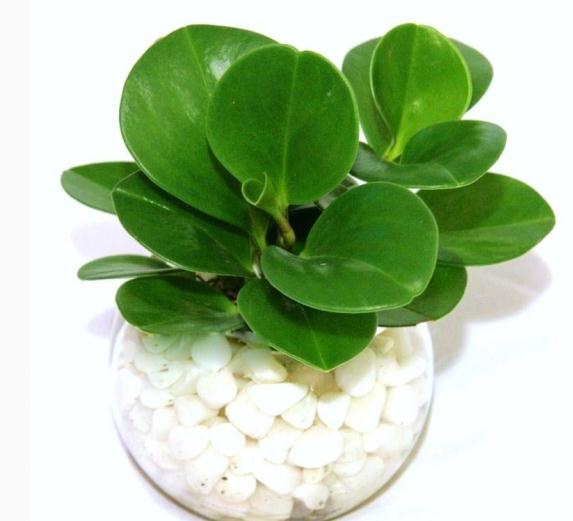 豆瓣绿有什么药用价值