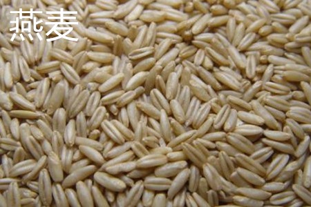 燕麦粒与小麦粒的区别图片