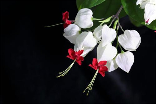 龙吐珠为什么掉叶子(龙吐珠为什么掉叶不发新叶)