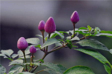 五彩椒的阳台养殖方法图解