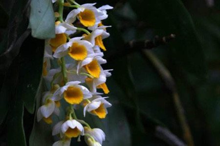 密花石斛的养殖方法和技术