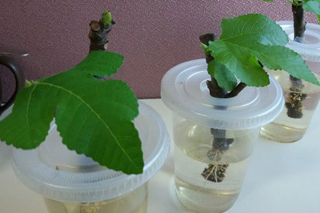 无花果的水培方法如下