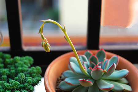 花月夜开花后怎么处理